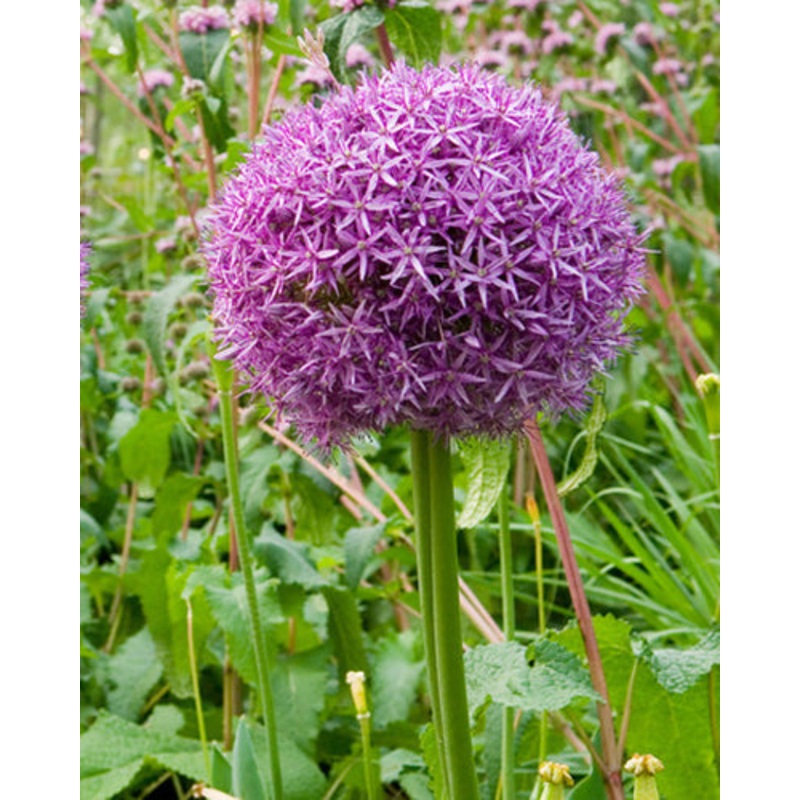 Allium Globemaster (5 bulbs)