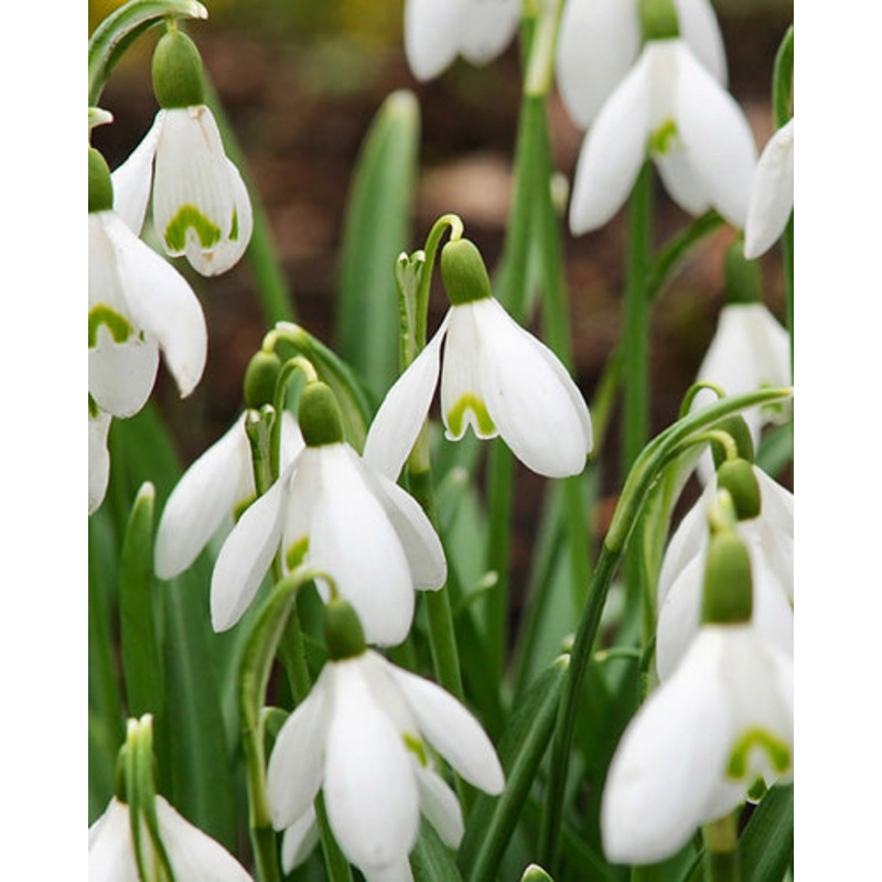Snowdrop Bulbs (20 bulbs) – Galanthus Nivalis for Early Spring