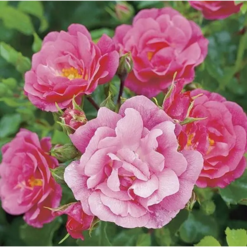 Rose Flower Carpet Pink 4L Pot