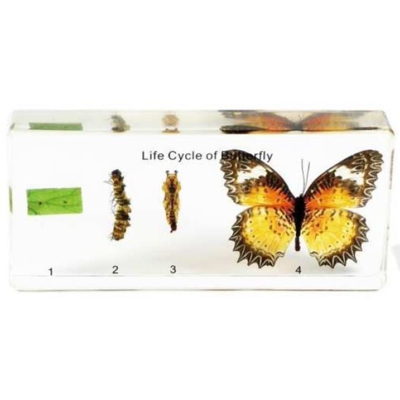 Real Life Science Specimens – Butterfly Life Cycle